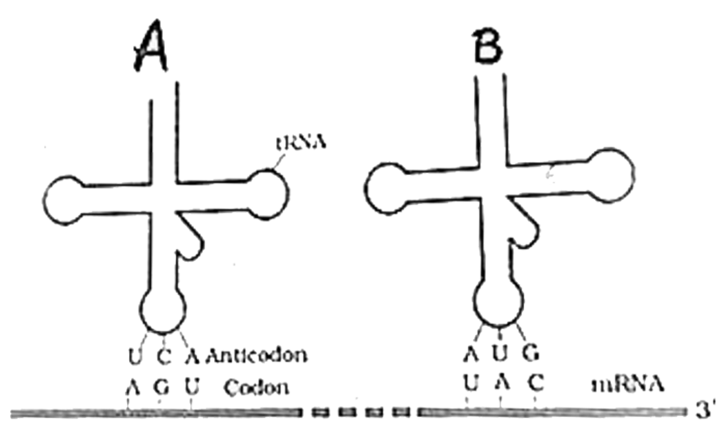 Which  amino acid will be carried at the acceptor arm of A and B tRNA in the figure given below?