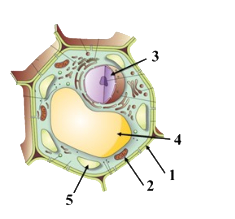 The following is the labelled representation of a typical plant cell. Among the levelled parts , which of these will also be observed in a typical animal cell ?