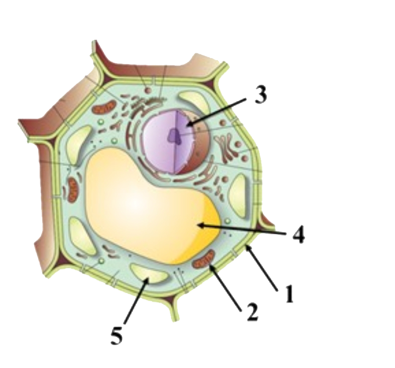 The Following Is The Labelled Representation Of A Typical Plant Cell Among The Levelled Parts Which Of These Will Also Ba Observed In A Typical Animal Cell Img Src Https D10lpgp6xz60nq Cloudfront Net Physics Images Nta Neet Set 48 E03 005 Q01