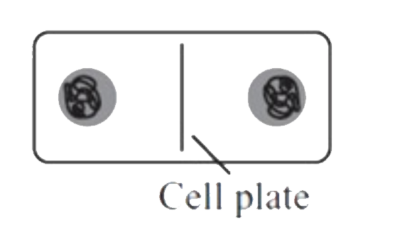 Plant cell undergoes cell division to form two new cell. The below diagram represents a certain stage of the cell cycle of plant cells. Determine the step/stage of the cell cycle process that will happen just before the represented process starts.