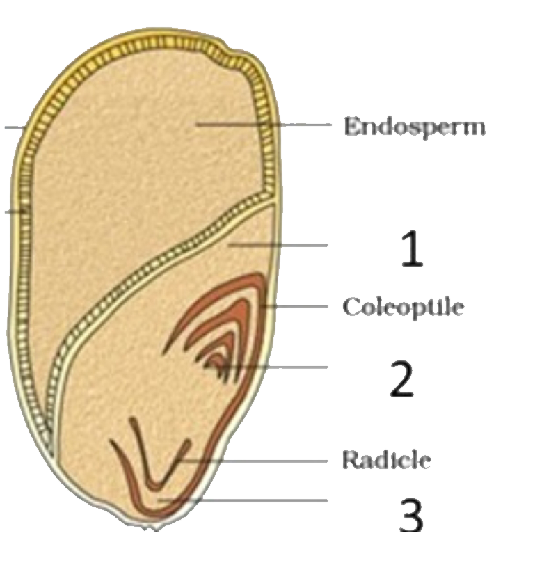 Observe the diagram given below.      Which of the following describes the parts labeled as 1,2 and 3 correctly ?   i. It represents the plumule which further develops into the shoot .   ii. Large shield shaped cotyledon.   iii. Further develops into the primary root.