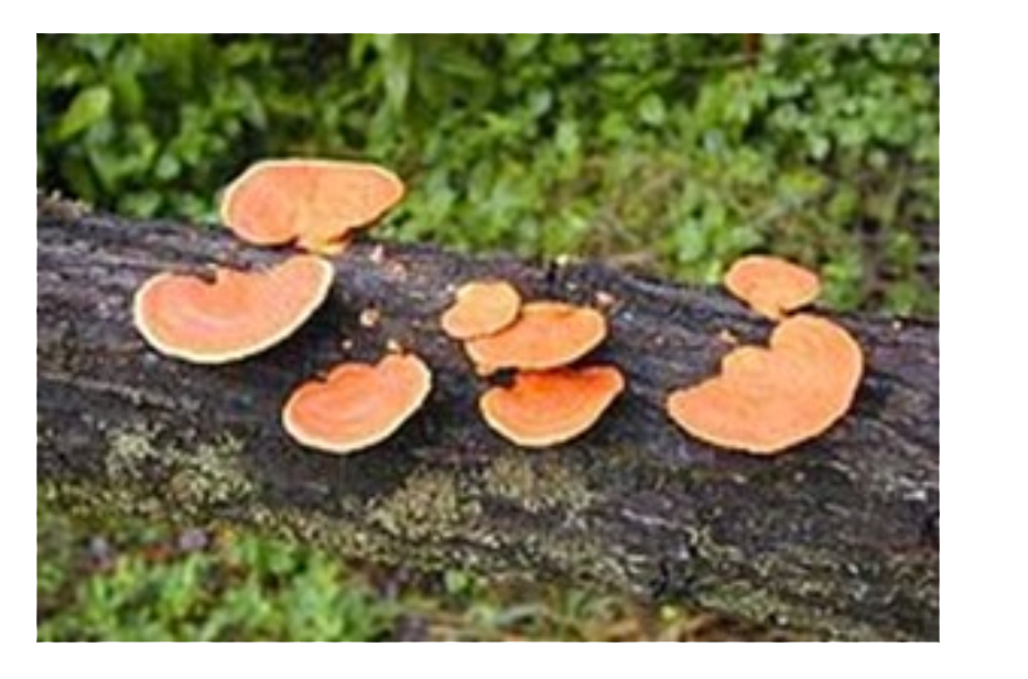 Identify the group in which the l following fungus is classified. Which of the statement regarding that group is not true?        1. Mycelium : Unbranched and non - septate    2. Some members : ustilago and Mucor    3. Hyphae structure : only monokaryotic   .4  Grows on  : tree. Logs and  stumps, soils and also on plant bodies