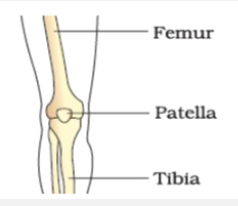 What is the name of the bone that is not labeled ?