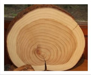 Observe this image of a cut section of the tree . What would be the approximate age of this tree ?