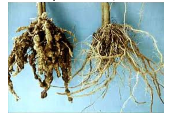 Observe the picture given below and identify the disease-causing nematode that causes a great reduction in yield of tobacco plants