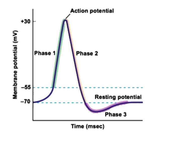 Observe the action potential and state the correct events that occur in Phase I and Phase II .