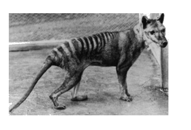 Given below is a photograph of a recently extinct animal. Identify the animal and the region where it was found .