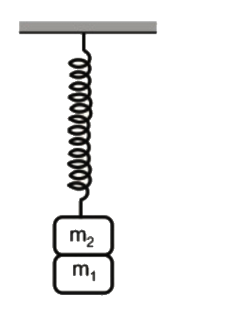 Two masses m1 and m2 are suspended together by a massless spring of spring constant k (fig) . When the masses are in equilibrium , m1 is removed without disturbing the system . Find the angular frequency of osillation of m2