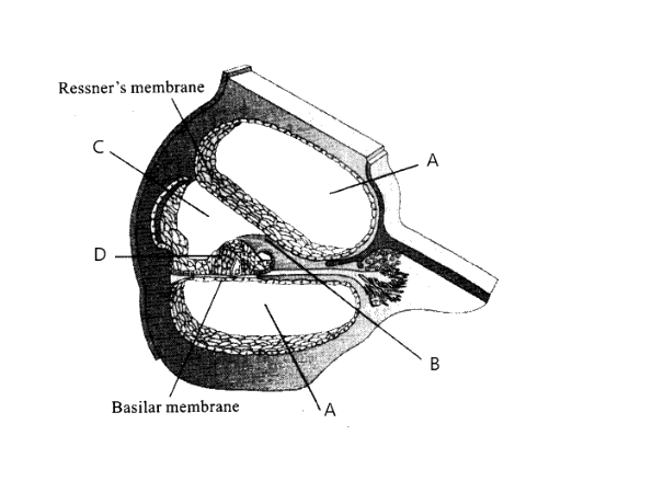 Given below is a diagrammatic cross - section of single loop of the human cochlea.       Which one of the following options correctly represents the name of three different parts ?
