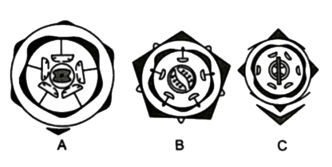 Three floral diagram are given here . respectively families are assigned in the answer key . Find out the families to which these diagrams belong to