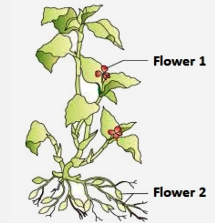Type of flower and pollination that is observed in the given plant is