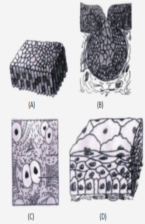 The four sketches (A, B, C and D) given below represent four different types of animal tissues .   Which one of these is correctly identified in the options given along with its correct location and function?