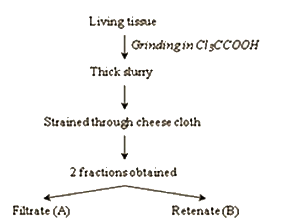 Given below is the process to separate the contents of a living tissue by acid treatment and a list of certain observations . Segregate the observations under filtrate (A) and retentate (B) and select the correct combination .        1. Molecular weight ranging from 18 - 800 daltons approx.   2. Proteins, nucleic acids , polysaccharides and lipids    3. Chemicals more than 800 daltons molecular weight    4. Has monomers   5. Generally has polymers