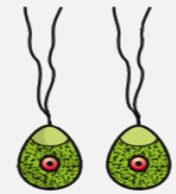 Given below is a diagram of gametes produced by a particular organism. Identify the organism .