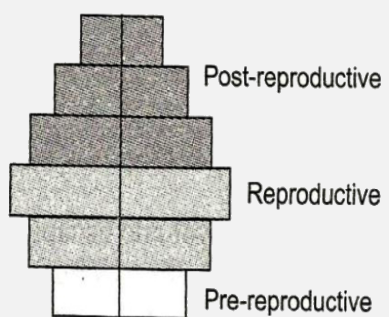 What type of human population is represented by the following age pyramid ?