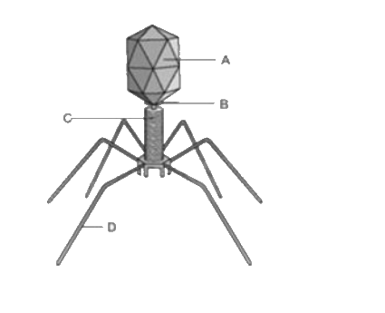 In the given diagram of bacteriophage, A - D are labelled . Select the correct information ?