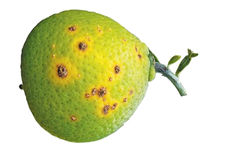 Observe the following disease screen the lime . It is caused by an organism which is