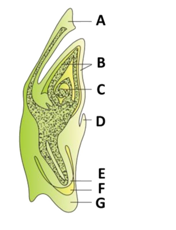 Observe this diagram of L.S. of embryo of grass which of these labels represents the functional cotyledon and Rudimentary cotyledon ?