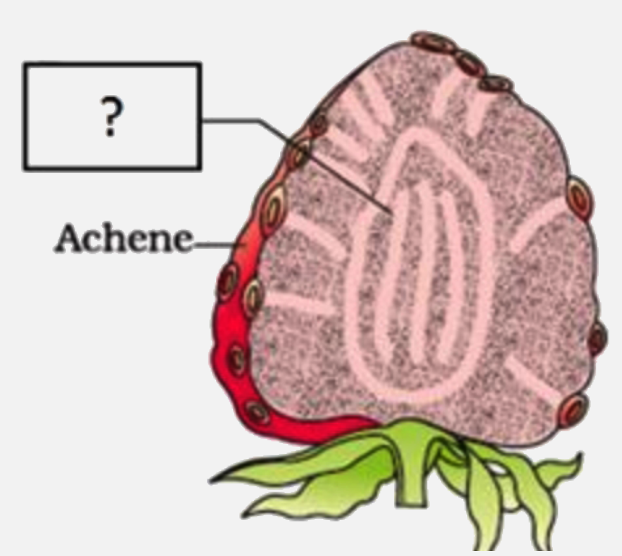 Given diagram shows the vertical section of strawberry. Identify the part labelled as '?'