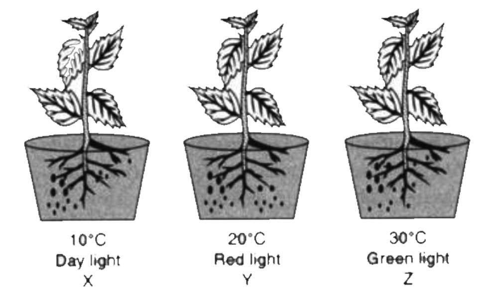 The diagram below shows three plants with identical leaf surface area  :        Assuming all other conditions were identical for all three plants , which of the plants would likely to photosynthesize slowest and  fastest.