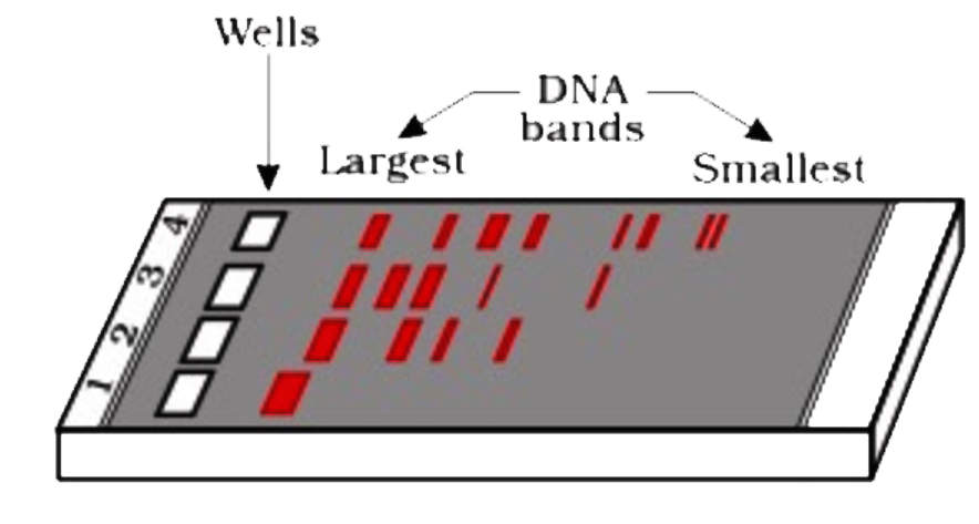 Given diagram showing a typical agarose gel electrophoresis showing migration of DNA fragments . The undigested DNA fragment will be present in the lane