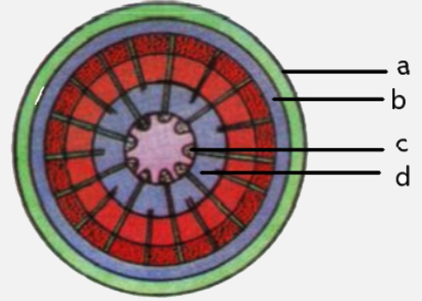 Given figure is a transverse section of dicot stem showing secondary growth in stellar and extra stellar region . Select the correct option for the parts labeled as a, b, c & d are respectively.