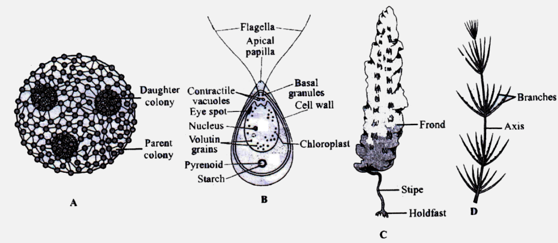 Identify the figures given below marked as A,B,C and D.