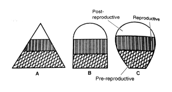 The following diagrams are the age pyramids of different populations.      Select the CORRECT statement regarding the above.