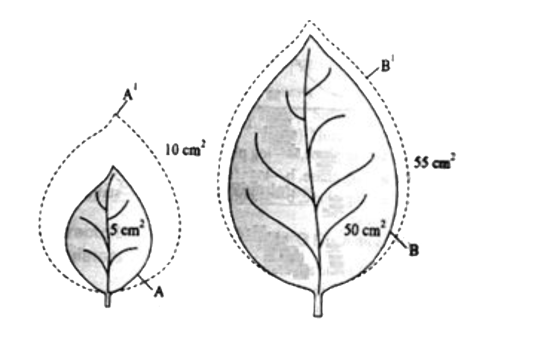 Two levels , A and B of different sizes but shown absolute increase in the unit time to given leaves A^1 and B^1    Find out the absolute growth and relative growth rate of both the leaves.