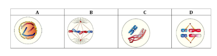 Identify the stage shows in the figure and select the correct option     (a) A-Late prophase , B-Anaphase , C-Telophase , D-Prophase 

(b) A-Late prophase, B - Metaphase of mitosis, C- Prophase I of meiosis, D-metaphase I of meiosis 

(c) A-Late prophase, B - Metaphase of mitosis, C- Metaphase I of meiosis, D-Prophase I of meiosis 

(d) A - Metaphase , B - Anaphase, C - Telophase, D - Prophase I of meiosis