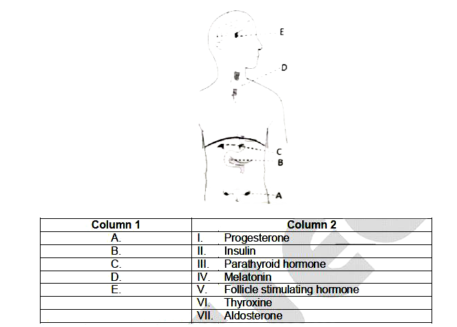 Positions Of Endocrine Glands Are Labeled A E In The Given Diagram 2187