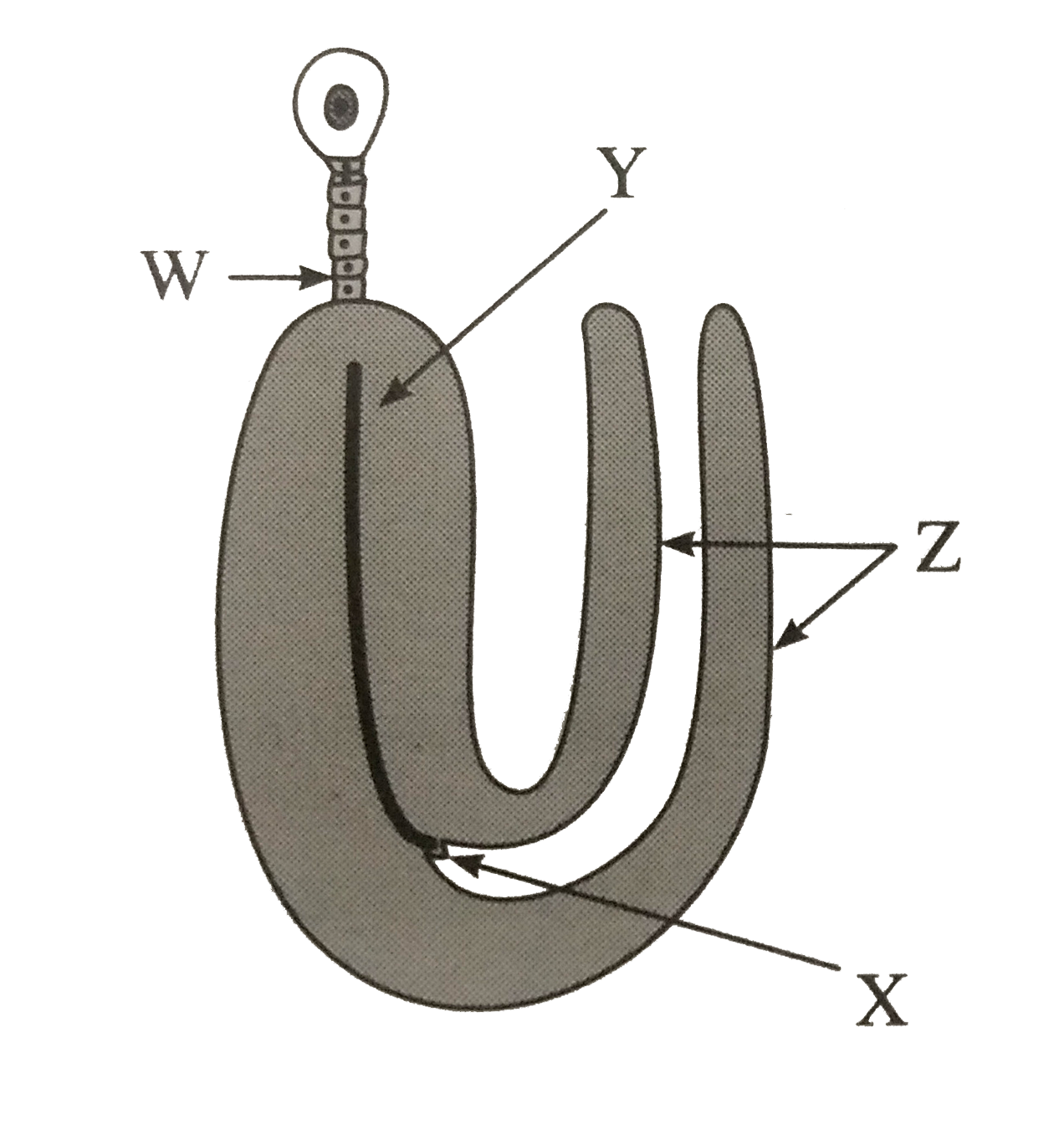 name-the-parts-w-x-y-and-z-from-the-following-figure