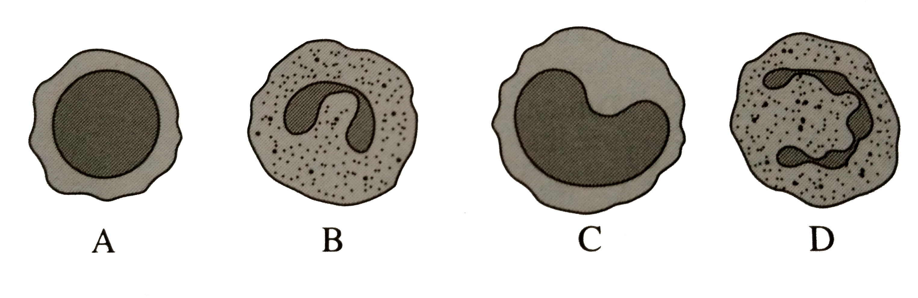 identify-and-write-the-names-of-given-diagrams-a-b-c-and-d