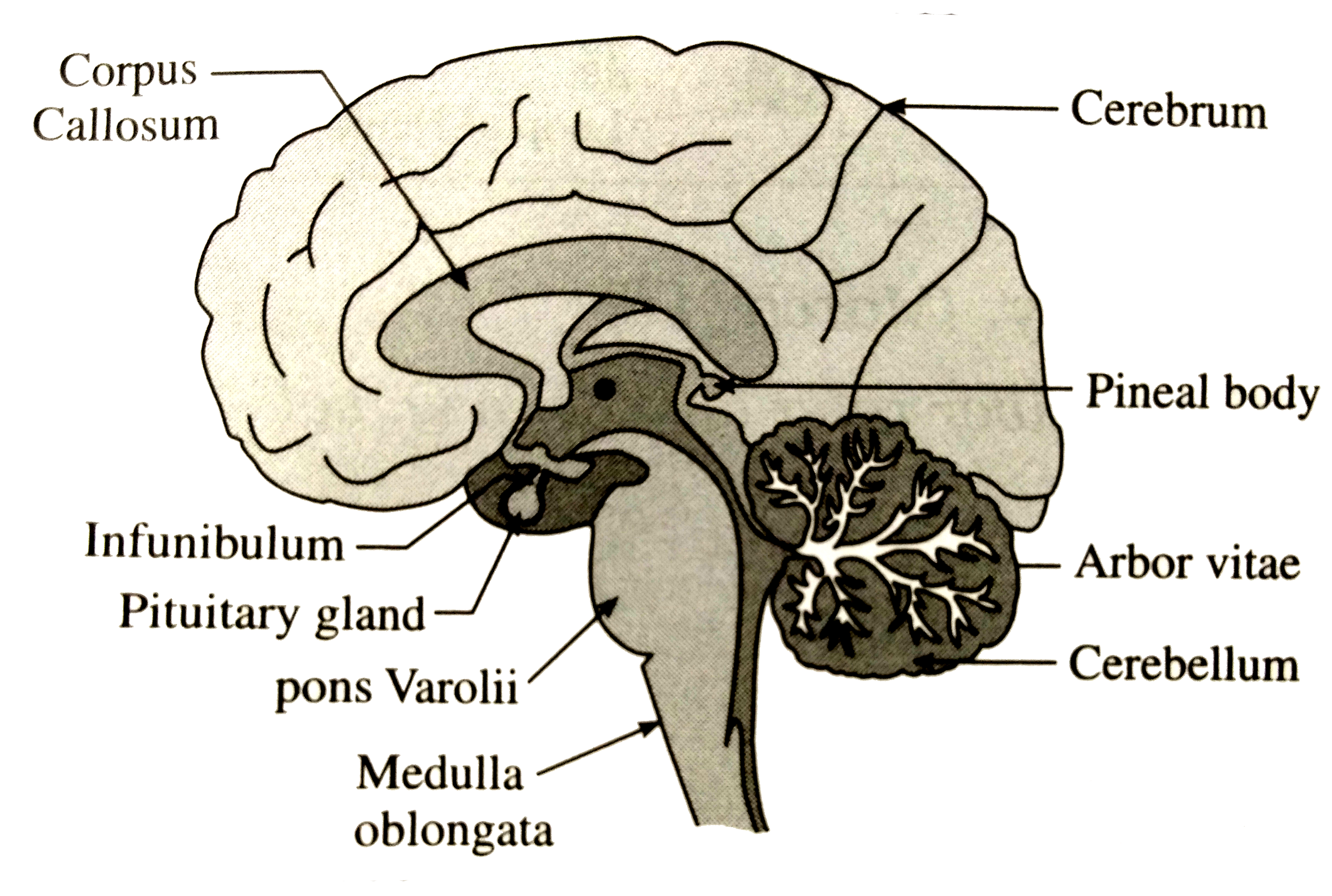 Grey Sketch Diagram Of Outside And Inside Of Human Brain High-Res Vector  Graphic - Getty Images