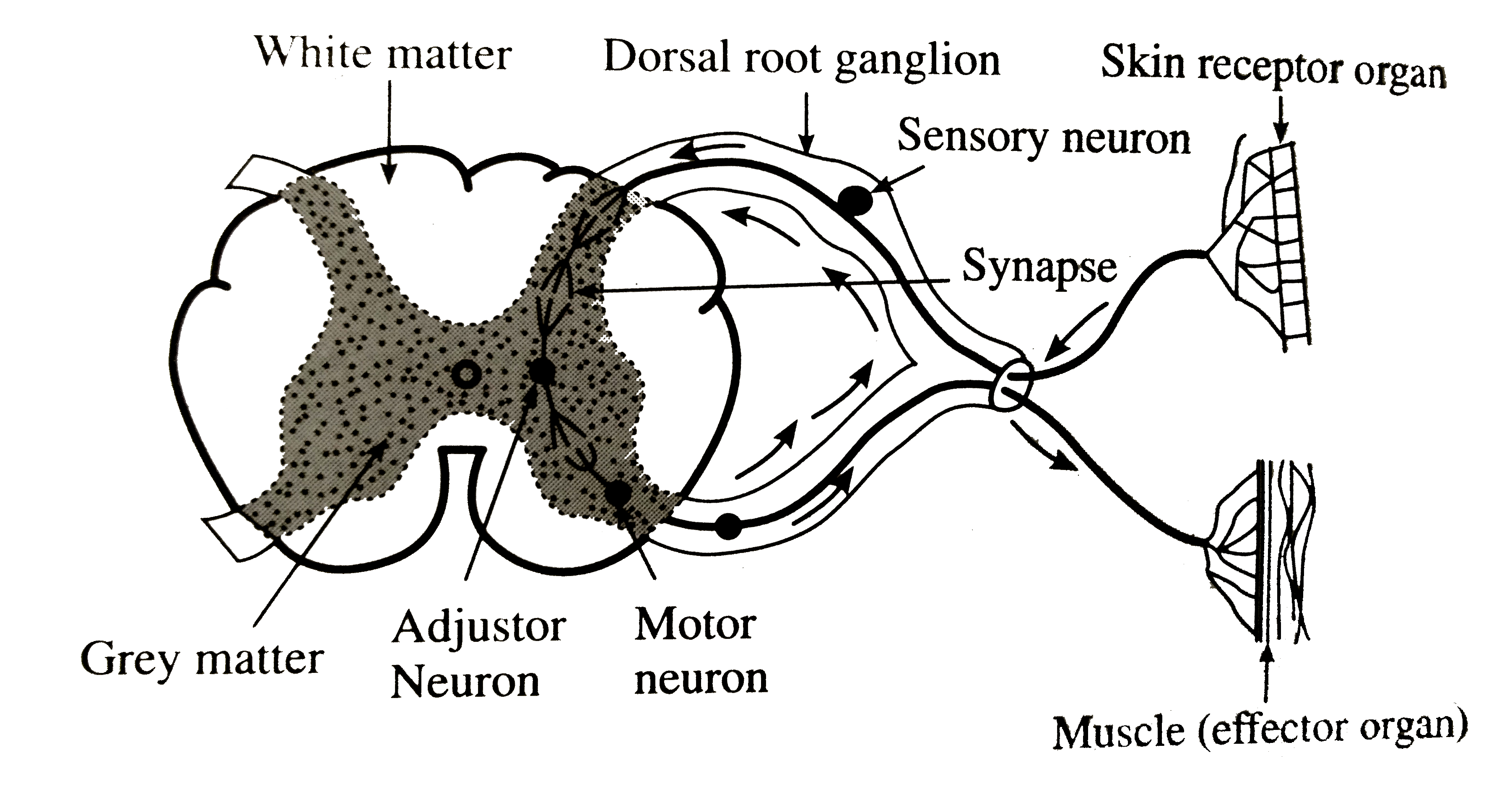 labelled-diagram-of-muscles-in-the-body-human-muscle-anatomy-quiz