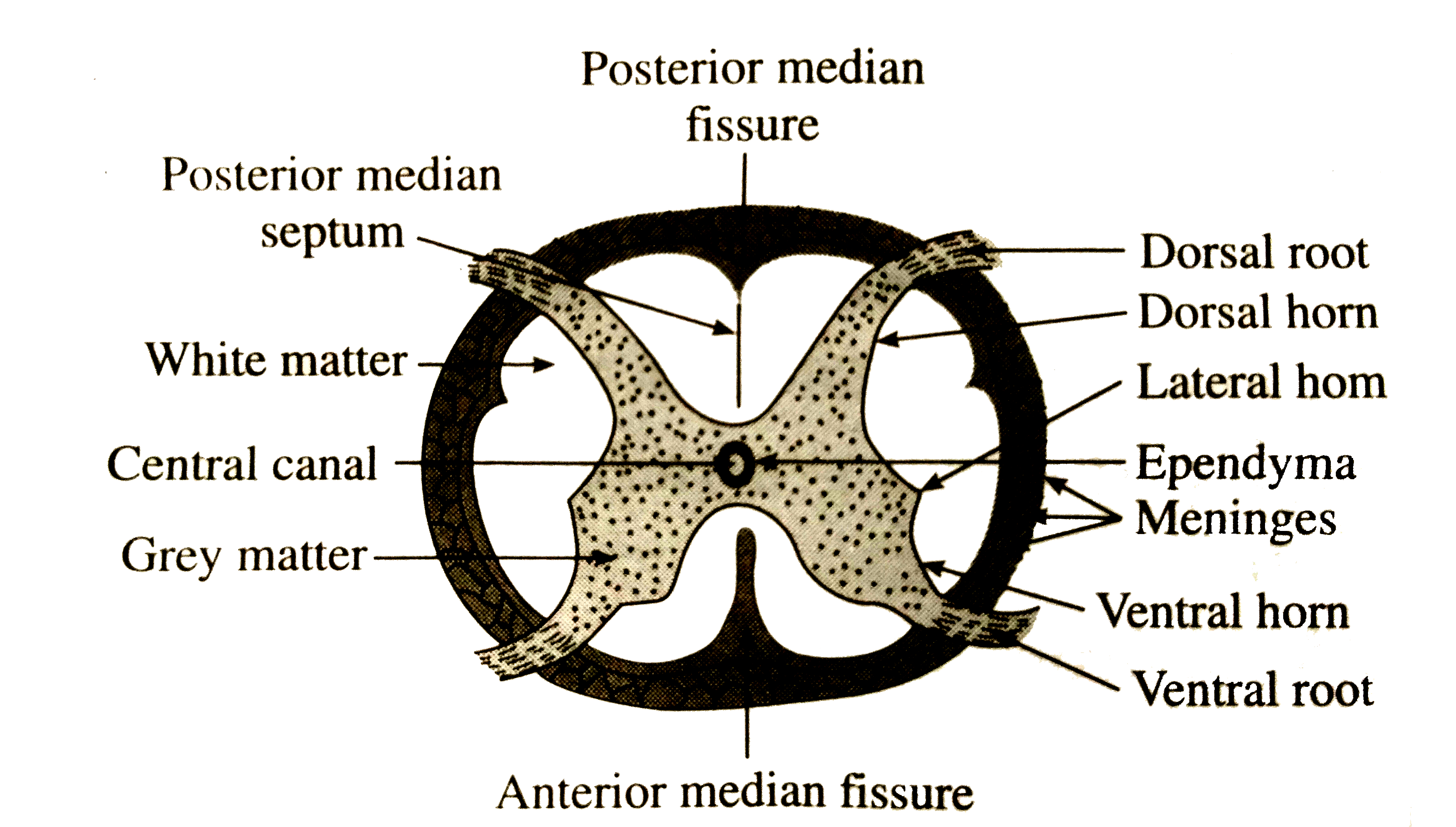 draw-the-diagram-of-backbone-bones-in-the-human-body-video-lesson-in