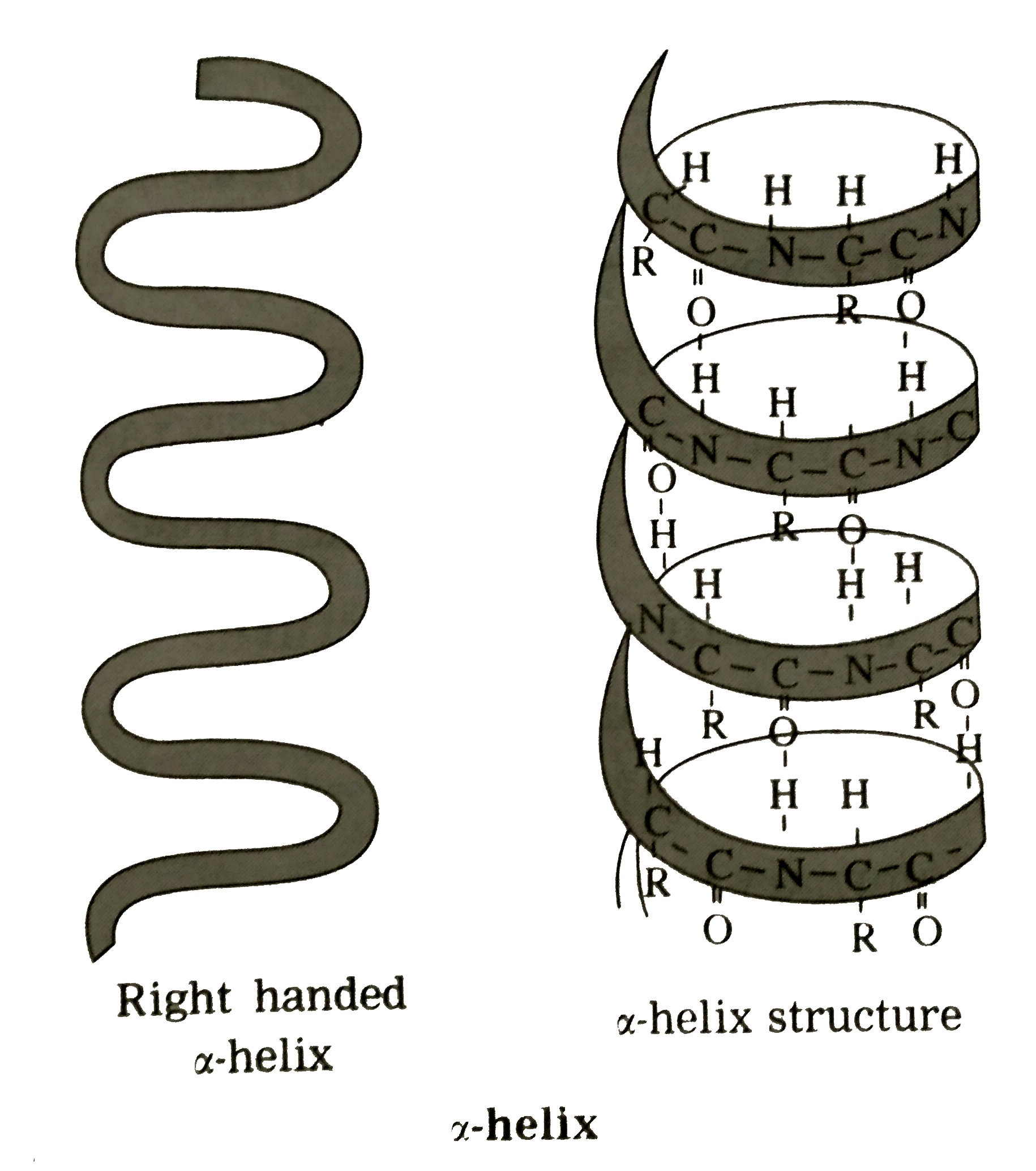 What Is The Helical Structure Of A Protein At Edna Mondragon Blog What Is The Helical Structure Of A Protein At Edna Mondragon Blog