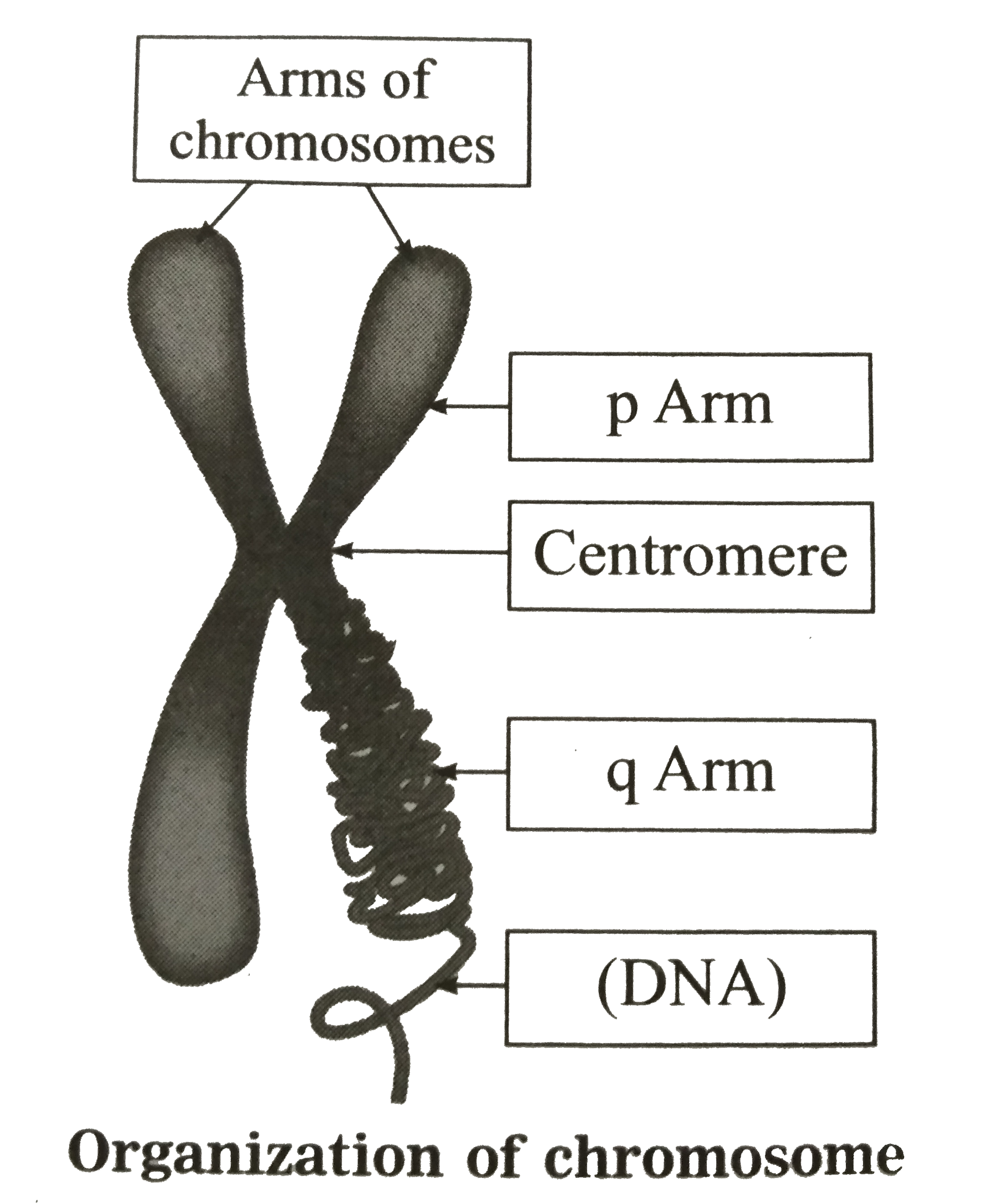 Labeled Chromosome Structure