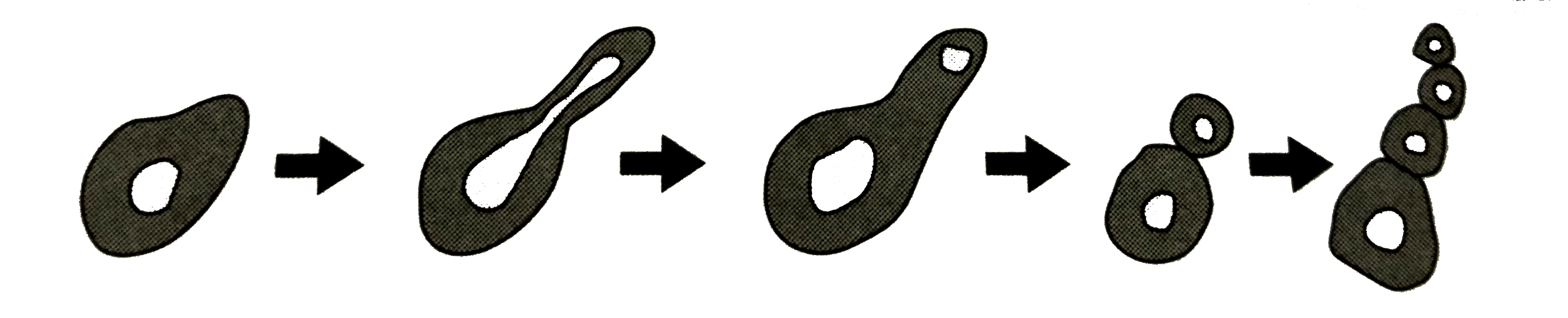 Write the type of asexual reproduction shown in the figure :