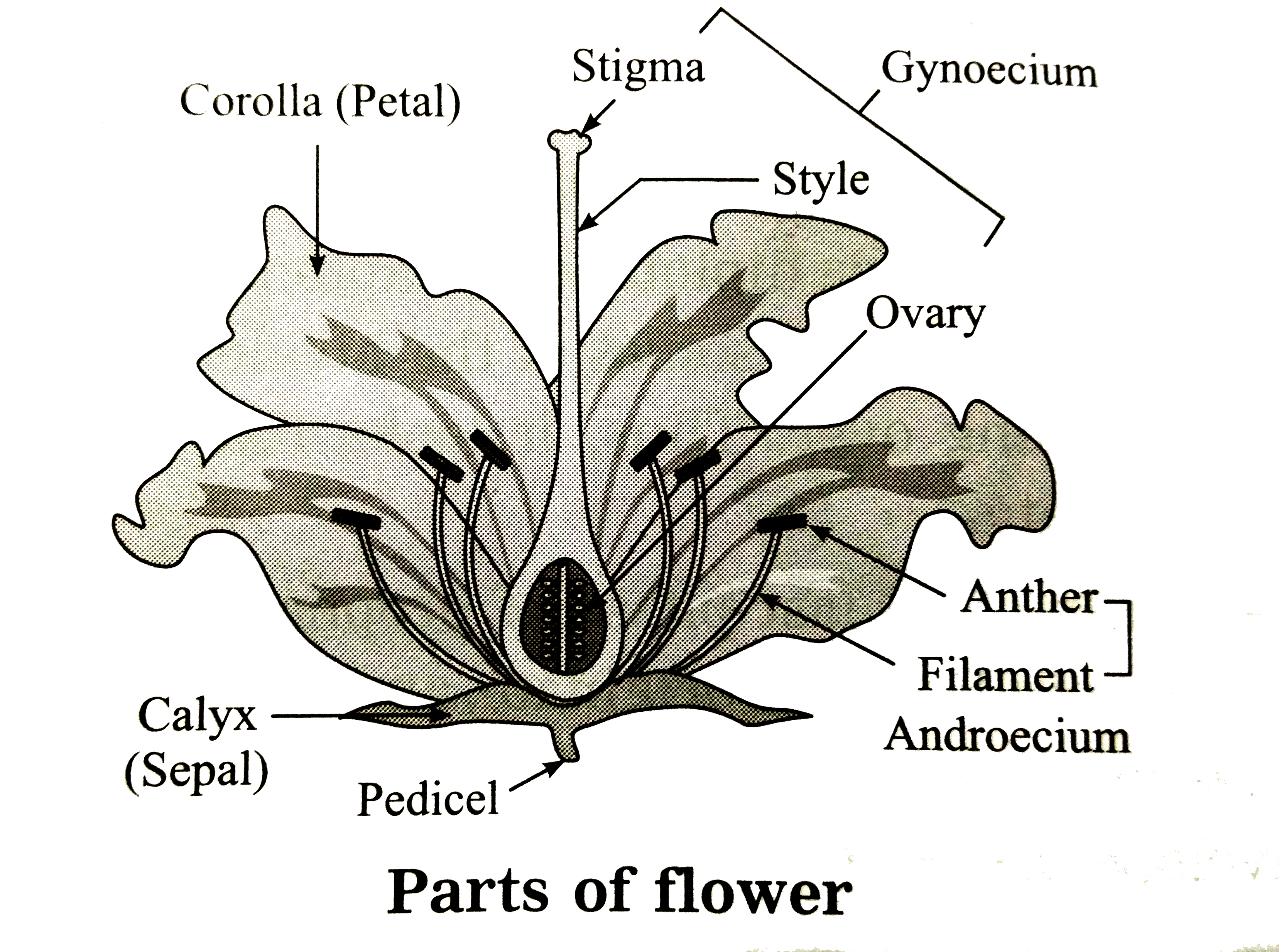 Parts Of Flower With Accessory And Essential Whorls