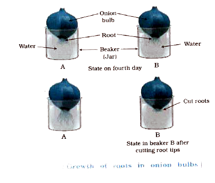 Take two glass jars and fill them with water.   Now, take tow onion bulbs and place one on each jar, as shown in fig 6.1       Observe the growth of roots in both the bubls for a few days.   Measure the lenght of roots on day 1,2 and 3.   On day 4, cut the root tips of the onion bulb in jar 2 by about 1 cm. After this, ovbserve the growth of roots in both the jars and measure their lengths each day for live more days and record the observations. Which of the two onions has longer roots ?