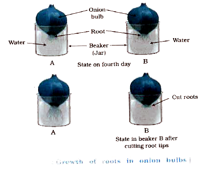 Take two glass jars and fill them with water.   Now, take tow onion bulbs and place one on each jar, as shown in fig 6.1       Observe the growth of roots in both the bubls for a few days.   Measure the lenght of roots on day 1,2 and 3.   On day 4, cut the root tips of the onion bulb in jar 2 by about 1 cm. After this, ovbserve the growth of roots in both the jars and measure their lengths each day for live more days and record the observations. Do the roots continue growing even after wehave removed their tips?