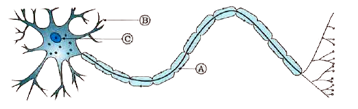 In a diagram of a neuron , A, B and C are marked.      Match the functions of A, B, C