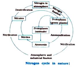 Nitrogen cycle easy diagram 3d wallc.gq HD wallpaper | Pxfuel