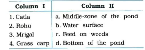 Column I shows fish culture fish and column II shows the area (zone) of getting food in the pond. Match the pair properly: