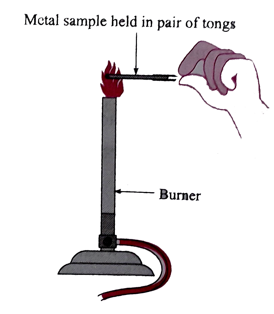 Apparatus : Pair of tongs or spatula, knife, burner, etc.   Chemicals : Samples of aluminium, copper, iron, lead, magnesium, zinc and sodium, etc. ( Note : Use sodium carefully, in presence of teacher)      Procedure : Hold the sample of each of the above metals at the top of the flame of a burner with the help of a pair of tongs, or a spatula.   What is the colour of the flame while the metal is burning on the flame?