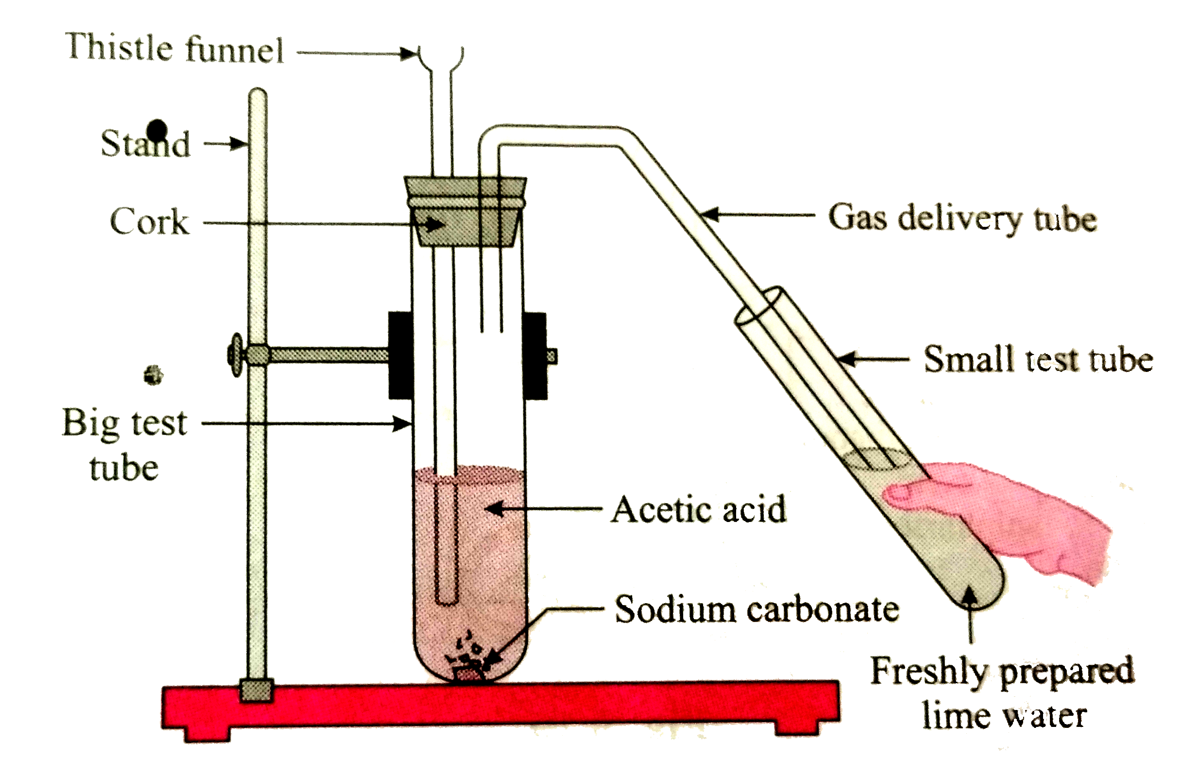 Apparatus: Big test tube, small test tube, bent gas delivery tube, rubber cork, thistle funnel, stand, etc.   Chemical : Acetic acid, sodium carbonate power, freshly  prepared lime water.   Procedure : Arrange the apparatus as shown in figure. Plance sodium carbonate powder in the big test tube. Pour 10 ml acetic acid through the thistle funnel. Observe the changes taking place in the two test tubes.     Which gas does come out as effervescence in the big test tube ?