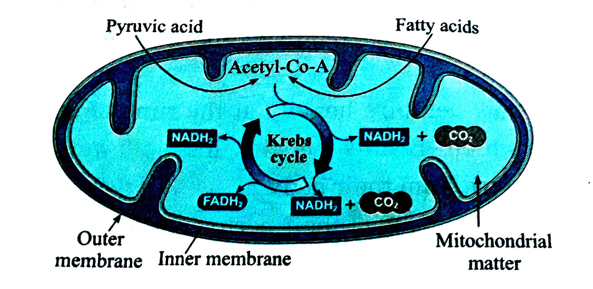 Mitochondria and Krebs cycle :      Which co-enzymes are shown in the diagram ?