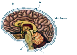 Carefully observe the given diagram and answer the questions related with it:      Where is information stored in brain ? Mention its alphabet.