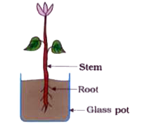 Your subject teacher arranged a potted plant as shown in figure (a). Next day turn its position horizontally as shown in figure (b). After few days, you observed the plant as shown in figure (c).         State the direction of growth of root and stem in the plant.